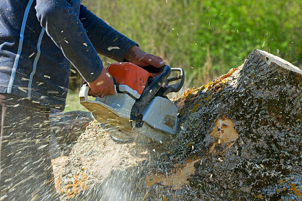 Best Landscape Design and Installation  in Vista, CA